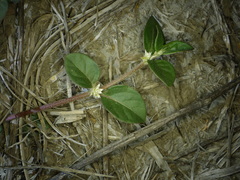 Alternanthera halimifolia