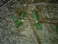 Alternanthera halimifolia