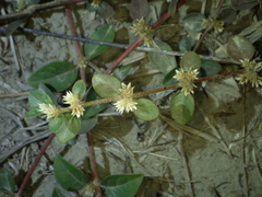 Alternanthera halimifolia