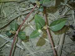 Alternanthera halimifolia