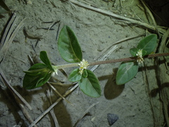 Alternanthera halimifolia