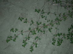Alternanthera halimifolia