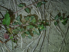 Alternanthera halimifolia