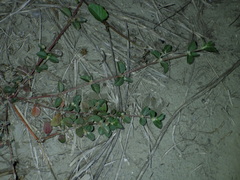 Alternanthera halimifolia