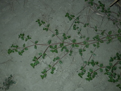 Alternanthera halimifolia