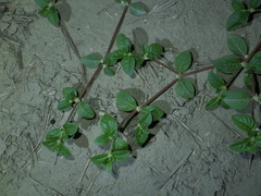 Alternanthera halimifolia