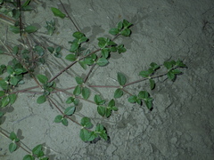 Alternanthera halimifolia