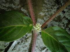 Alternanthera halimifolia
