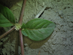 Alternanthera halimifolia