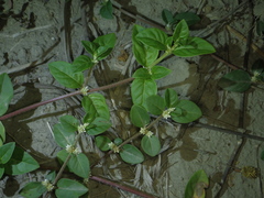 Alternanthera halimifolia