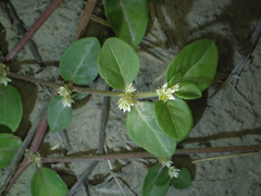 Alternanthera halimifolia