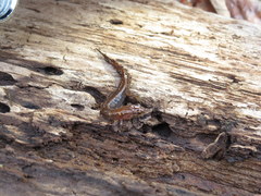 Desmognathus aeneus