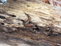 Desmognathus aeneus