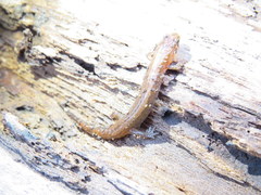 Desmognathus aeneus