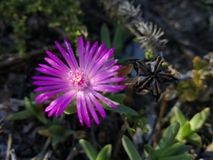 Ruschia neovirens