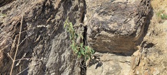 Horsfordia newberryi