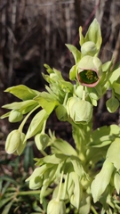 Helleborus foetidus