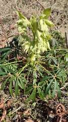 Helleborus foetidus