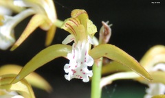 Oreorchis patens