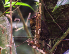 Premnoplex brunnescens