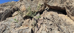 Horsfordia newberryi