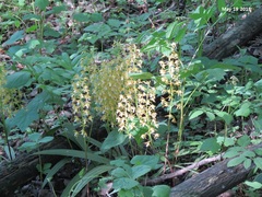 Oreorchis patens