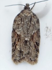 Acleris ptychogrammos