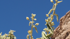Horsfordia newberryi