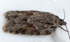 Acleris ptychogrammos