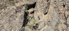Horsfordia newberryi