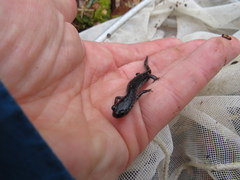 Plethodon chattahoochee