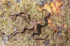 Ophiothrix spiculata image