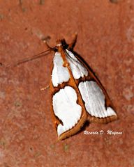 Argyria croceivittella