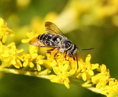 Triepeolus eliseae