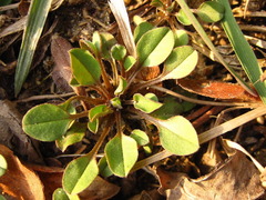 Trigonotis peduncularis