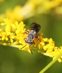 Triepeolus eliseae