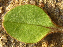 Trigonotis peduncularis