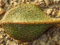 Trigonotis peduncularis