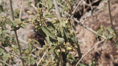 Horsfordia newberryi