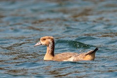 Alopochen aegyptiaca