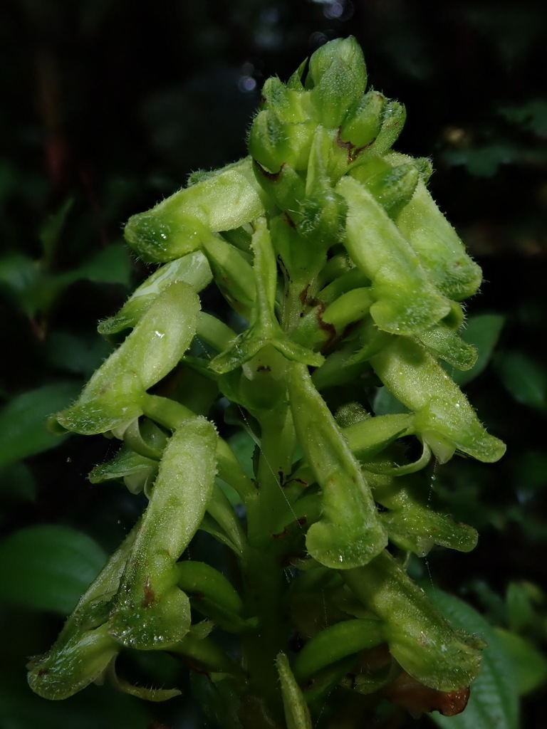 Pseudocentrum bursarium