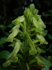 Pseudocentrum bursarium