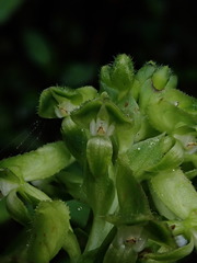 Pseudocentrum bursarium