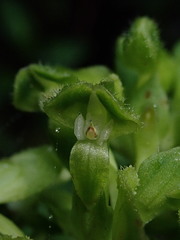 Pseudocentrum bursarium