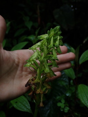 Pseudocentrum bursarium