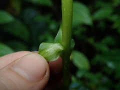 Pseudocentrum bursarium