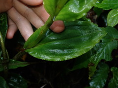 Pseudocentrum bursarium