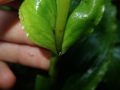 Pseudocentrum bursarium