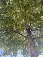 Platanus × hispanica