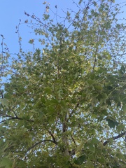 Platanus × hispanica